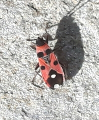 Horvathiolus superbus