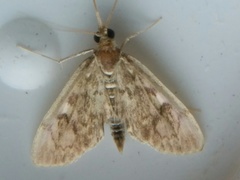Anania coronata