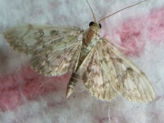 Anania coronata