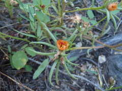Portulaca suffrutescens