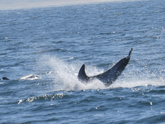Grampus griseus