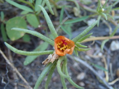 Portulaca suffrutescens