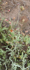 Hermannia pulverata