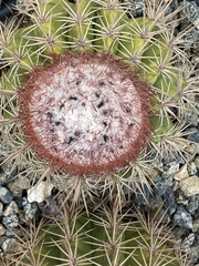 Melocactus macracanthos