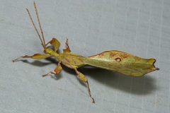 Pulchriphyllium rimiae