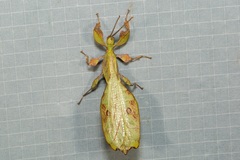 Pulchriphyllium rimiae