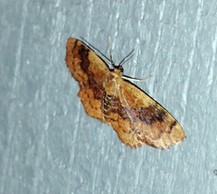 Leptostales ferruminaria