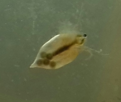 Simocephalus