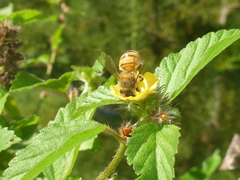 Apis mellifera