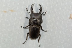 Dorcus reichei prosti