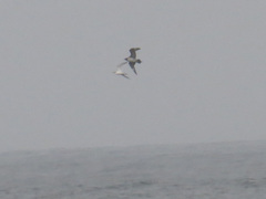 Stercorarius parasiticus