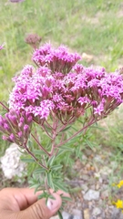 Stevia viscida