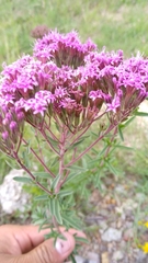Stevia viscida
