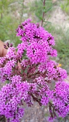Stevia viscida