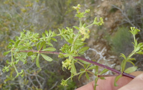 Image of Galium capense by (c) Nicola van Berkel, some rights reserved (CC BY-SA)