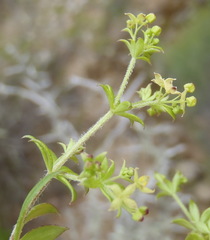 Galium capense