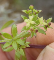 Galium capense