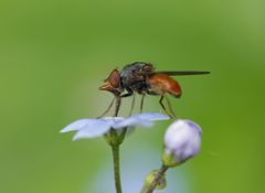 Rhingia