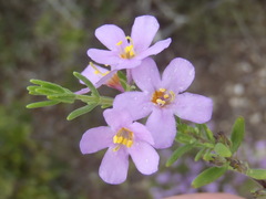 Chaenostoma subnudum
