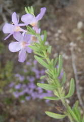 Chaenostoma subnudum