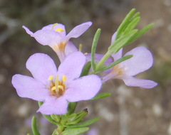 Chaenostoma subnudum
