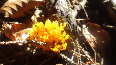 Clavulinopsis corniculata