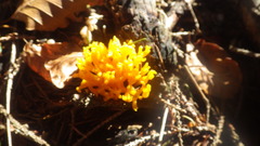 Clavulinopsis corniculata