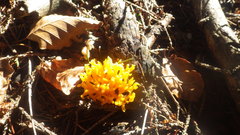 Clavulinopsis corniculata