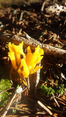 Clavulinopsis corniculata