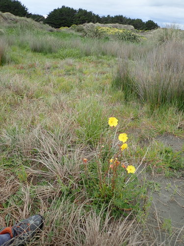Oenothera stricta