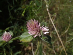 Gomphrena nitida
