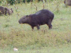 Hydrochoerus isthmius