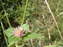 Gomphrena nitida