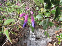 Salvia semiatrata
