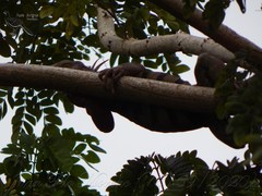 Iguana iguana