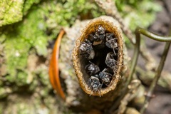 Tetragonilla collina