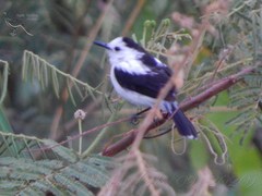 Fluvicola pica