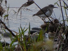 Actitis macularius