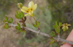 Zygophyllum