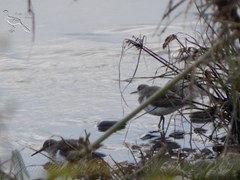 Actitis macularius