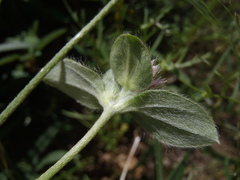Gomphrena nitida