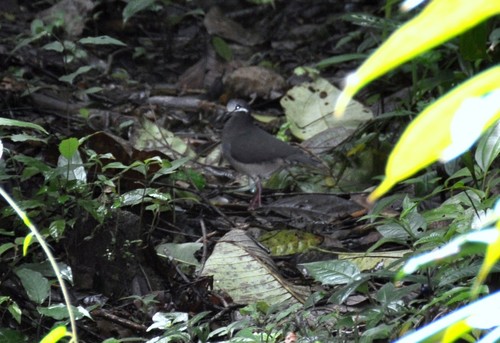 Olive-backed Quail-Dove (Leptotrygon veraguensis), photo 10