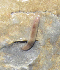 Continenticola