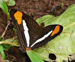 Adelpha calliphane
