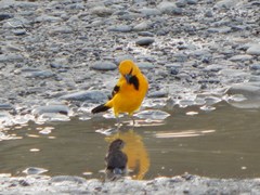 Icterus nigrogularis