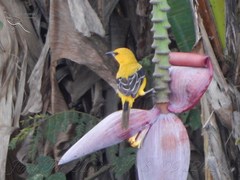 Icterus nigrogularis