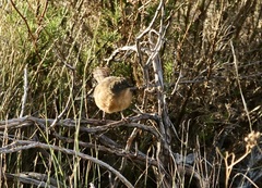 Cryptillas victorini