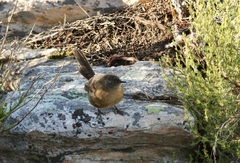 Cryptillas victorini