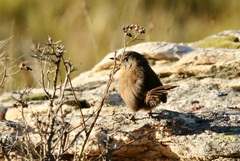 Cryptillas victorini