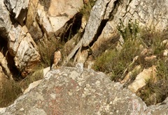 Accipiter rufiventris